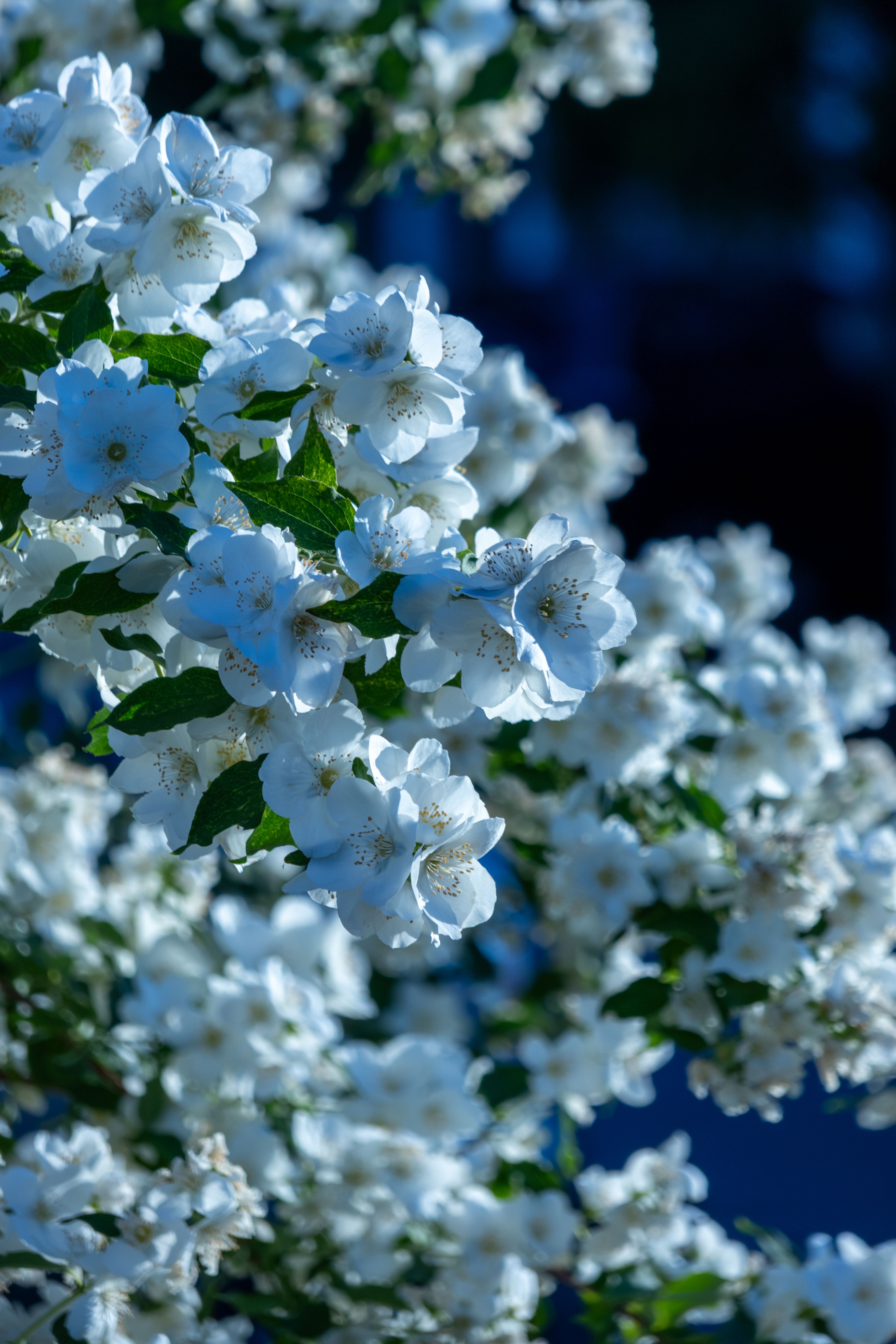 [ColoSach]-capture-of-blooming-white-jasmine-flowers-with-lush-green-leaves-set-against-a-natural-background.