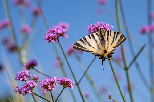 Free A Scarce Swallowtail butterfly feeding on vibrant purple flowers against a clear blue sky in Garešnica, Croatia. Stock Photo