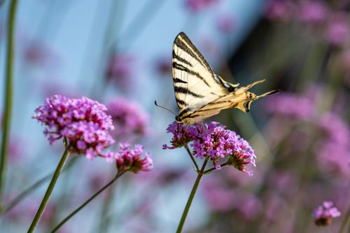 Free A beautiful Scarce Swallowtail butterfly perched on vibrant purple flowers in Garešnica, Croatia. Stock Photo