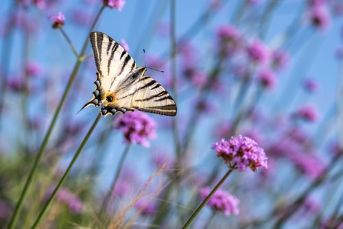Free Elegant Scarce Swallowtail butterfly perched on vibrant purple flowers in a sunny field. Stock Photo