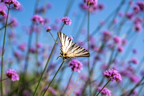 Free Elegant swallowtail butterfly on vibrant purple flowers under bright blue sky in Garešnica, Croatia. Stock Photo