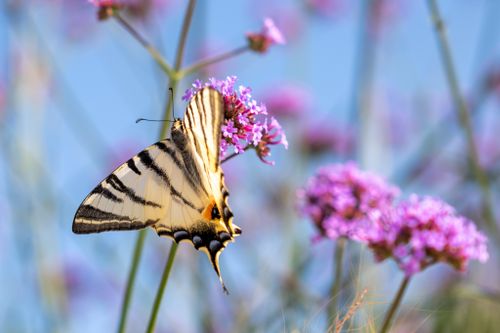 Free Close-up of a swallowtail butterfly perched on vibrant purple flowers with a clear blue sky background. Stock Photo