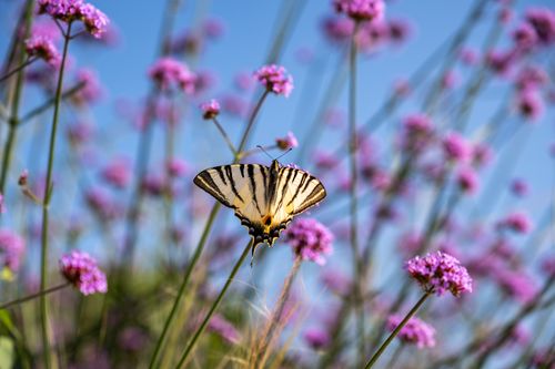 Free A beautiful Scarce Swallowtail butterfly rests on vibrant Verbena flowers in Garešnica, Croatia. Stock Photo