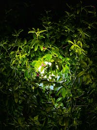 Chemical Resistant Gloves