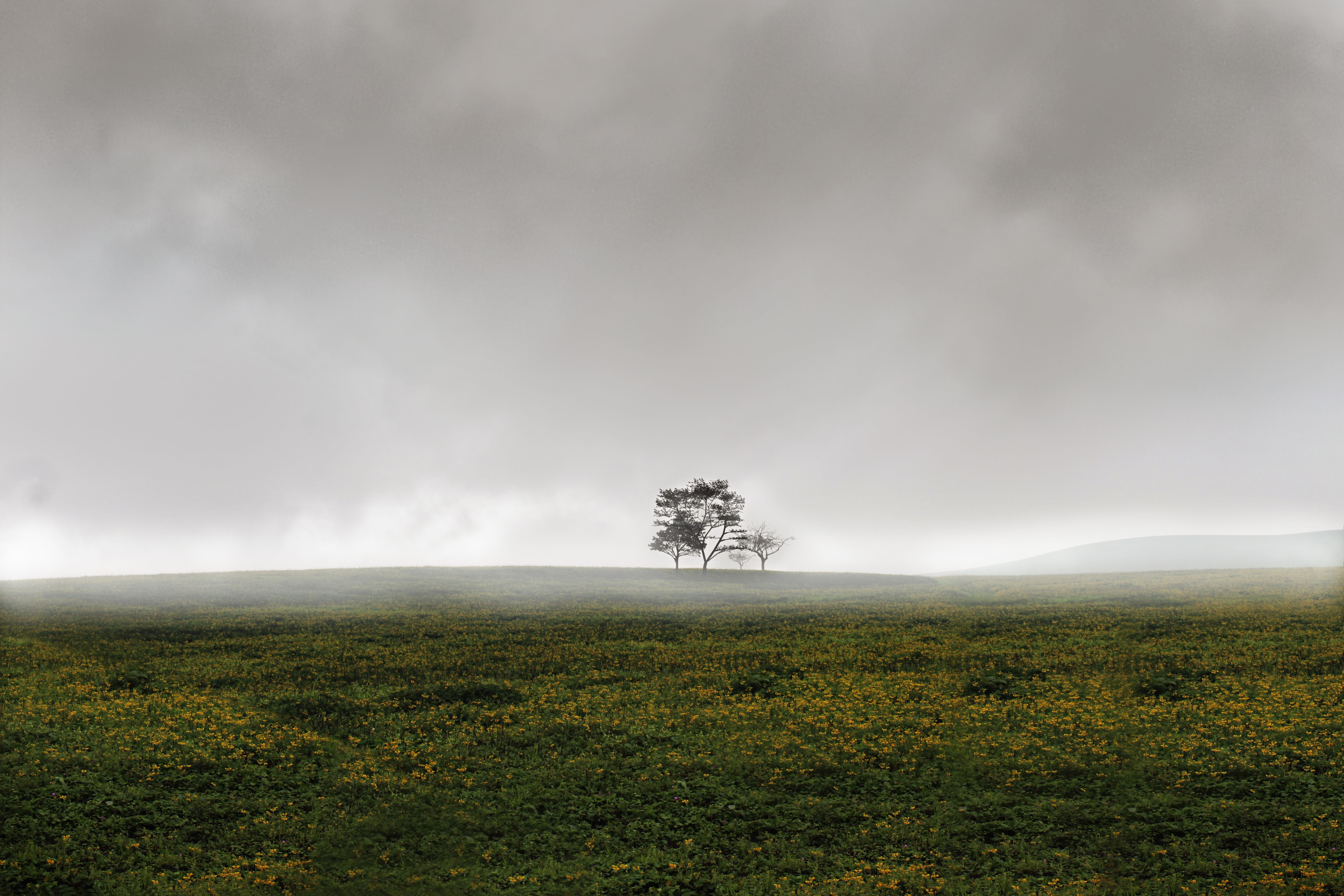 A solitary tree stands in a misty landscape in Huacho, Peru, evoking a sense of solitude and calm.