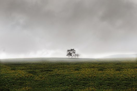 A solitary tree stands in a misty landscape in Huacho, Peru, evoking a sense of solitude and calm.