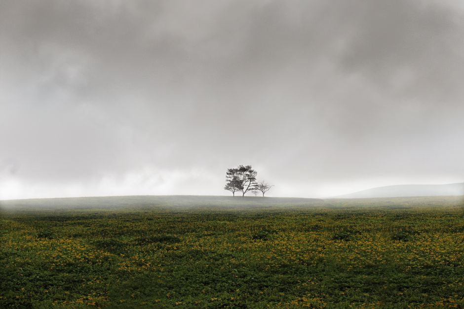 A solitary tree stands in a misty landscape in Huacho, Peru, evoking a sense of solitude and calm.