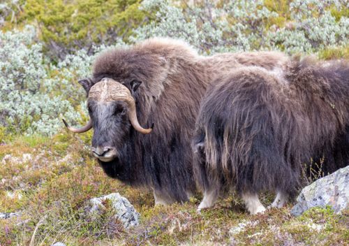 Free Close-up of a wild musk ox grazing in the scenic landscape of Dovrefjell, Norway. Stock Photo
