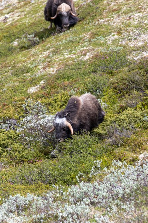 Free Musk oxen in the wild, grazing on the lush slopes of Dovrefjell, Norway's nature reserve. Stock Photo
