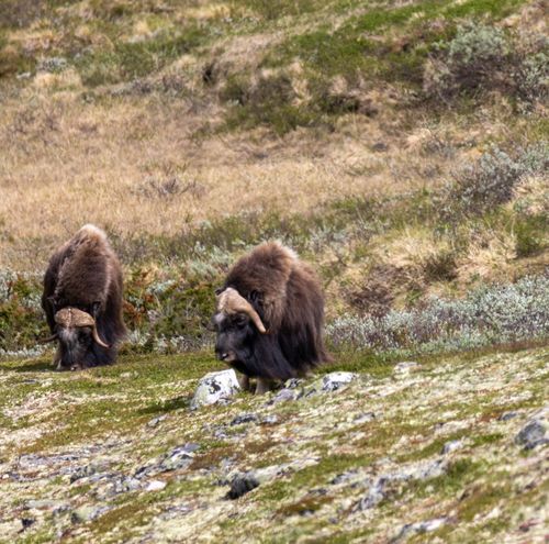 Free Two musk oxen graze peacefully in the scenic Dovrefjell mountains of Norway. Stock Photo