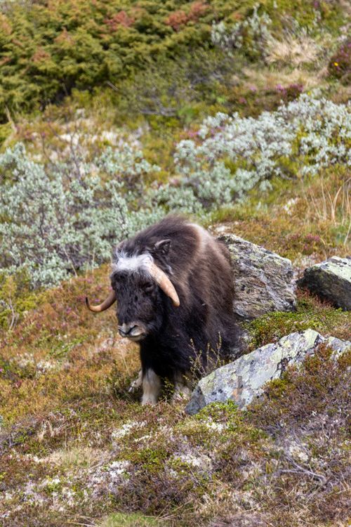 Free Musk oxen roaming in Dovrefjell, Norway's rugged, natural habitat. Stock Photo