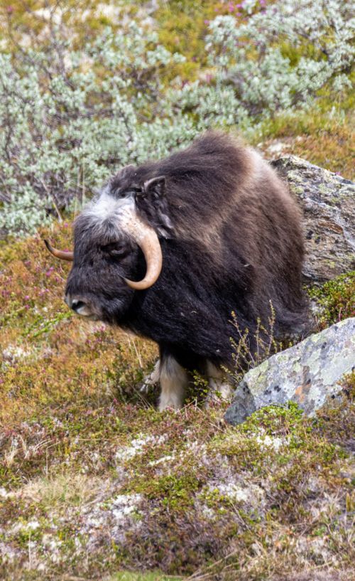 Free A majestic musk ox in its natural habitat at Dovrefjell, Norway, surrounded by lush greenery. Stock Photo