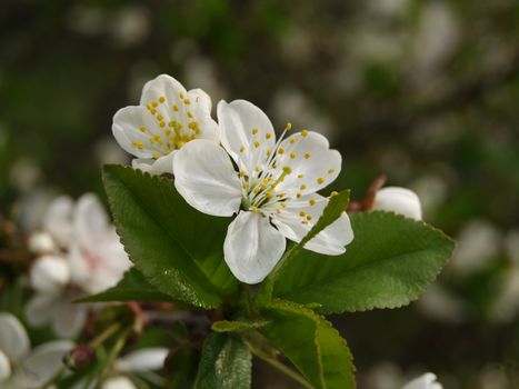 Detailed view of a blooming apple blossom with green leaves, highlighting spring's natural beauty.