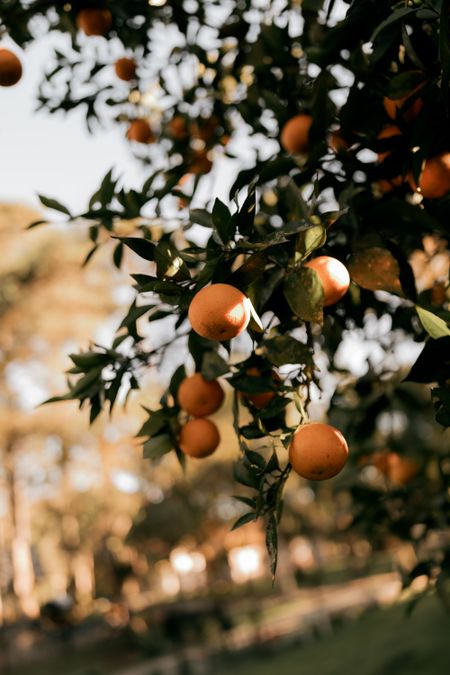 Sunlit ripe Kinnow oranges ready for harvest