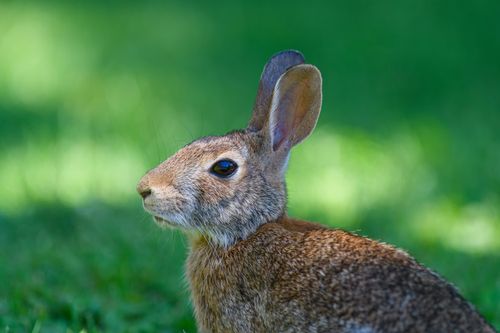 Free A detailed portrait of a wild rabbit in its natural habitat during daylight. Stock Photo