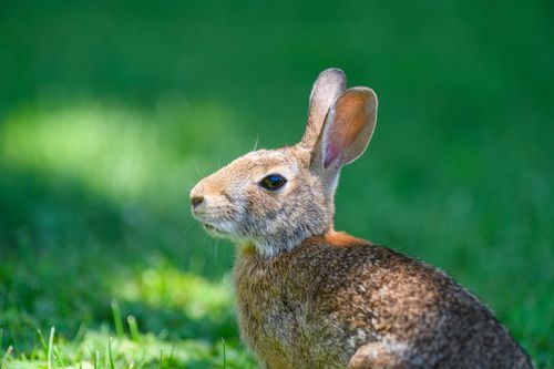 Free Close-up of a wild rabbit sitting in green grass under sunlight. Stock Photo