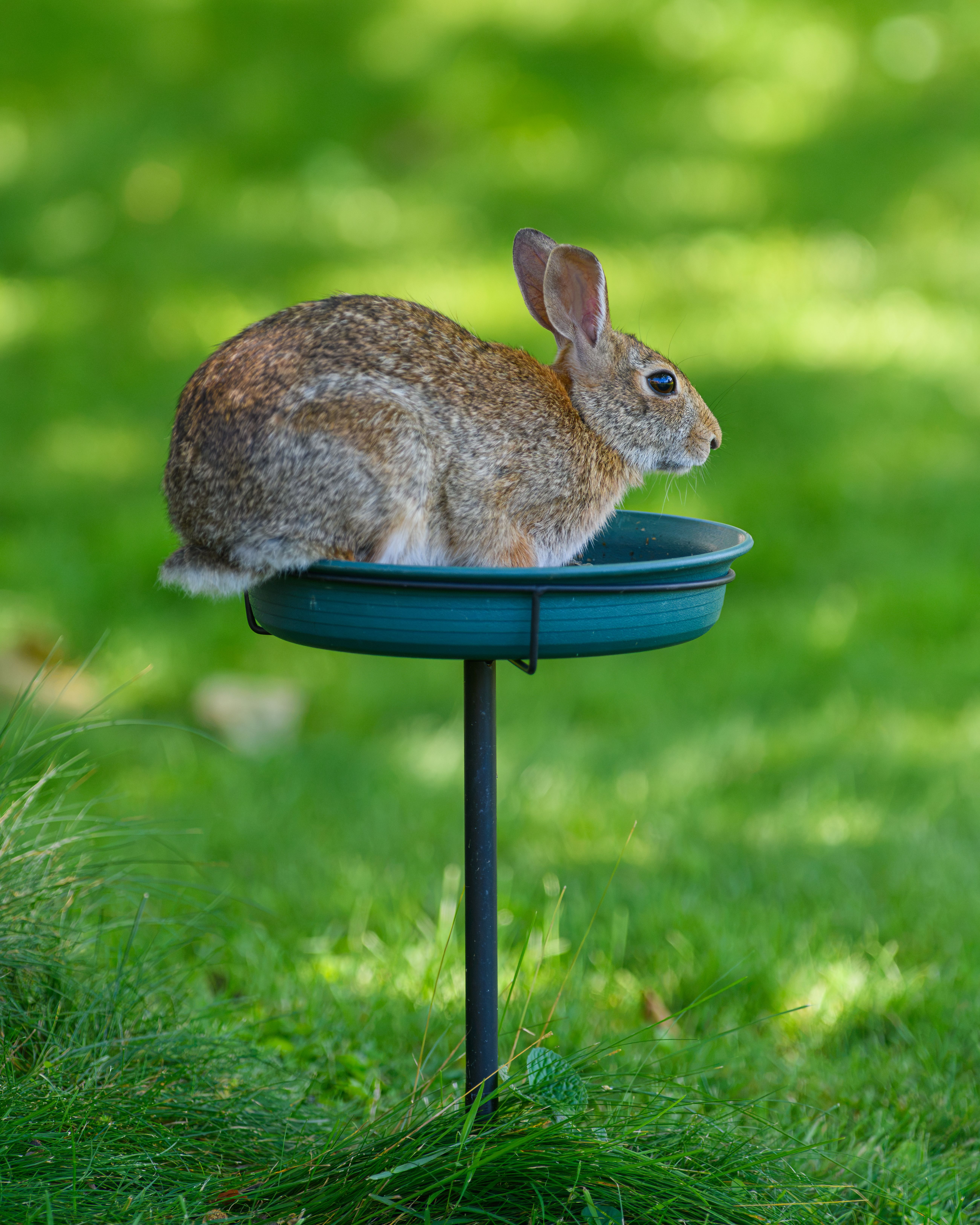 A rabbit resting on a garden bird feeder with lush green grass in the background.