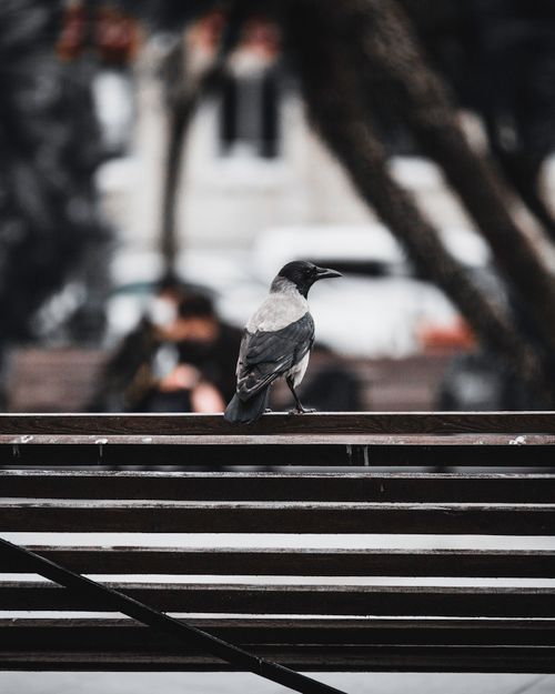 Free A hooded crow perched on a bench in an urban park setting, Baku, Azerbaijan. Stock Photo
