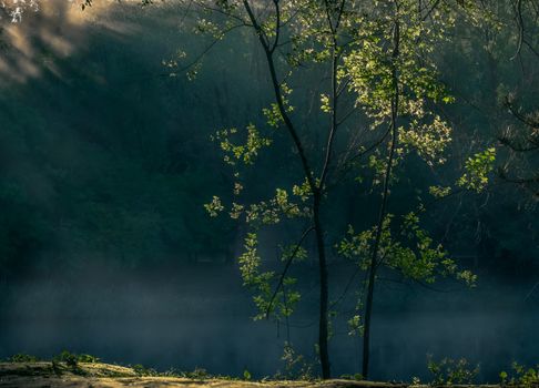 Peaceful forest scene with sunlight filtering through trees by a misty lakeshore.