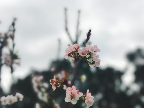 Free stock photo of cherry blossom, clouds, cloudy