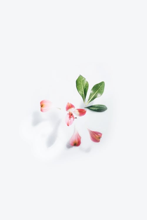 Pink Flower on White Background