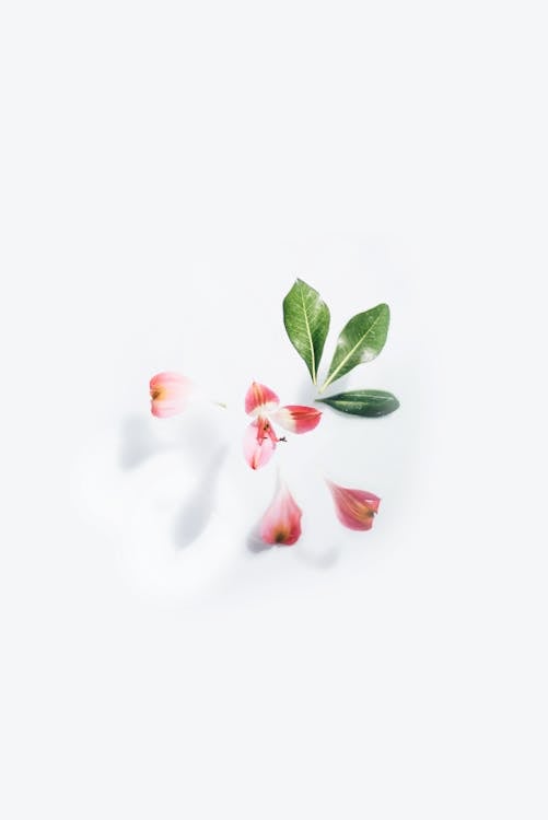 Free Pink Flower on White Background Stock Photo