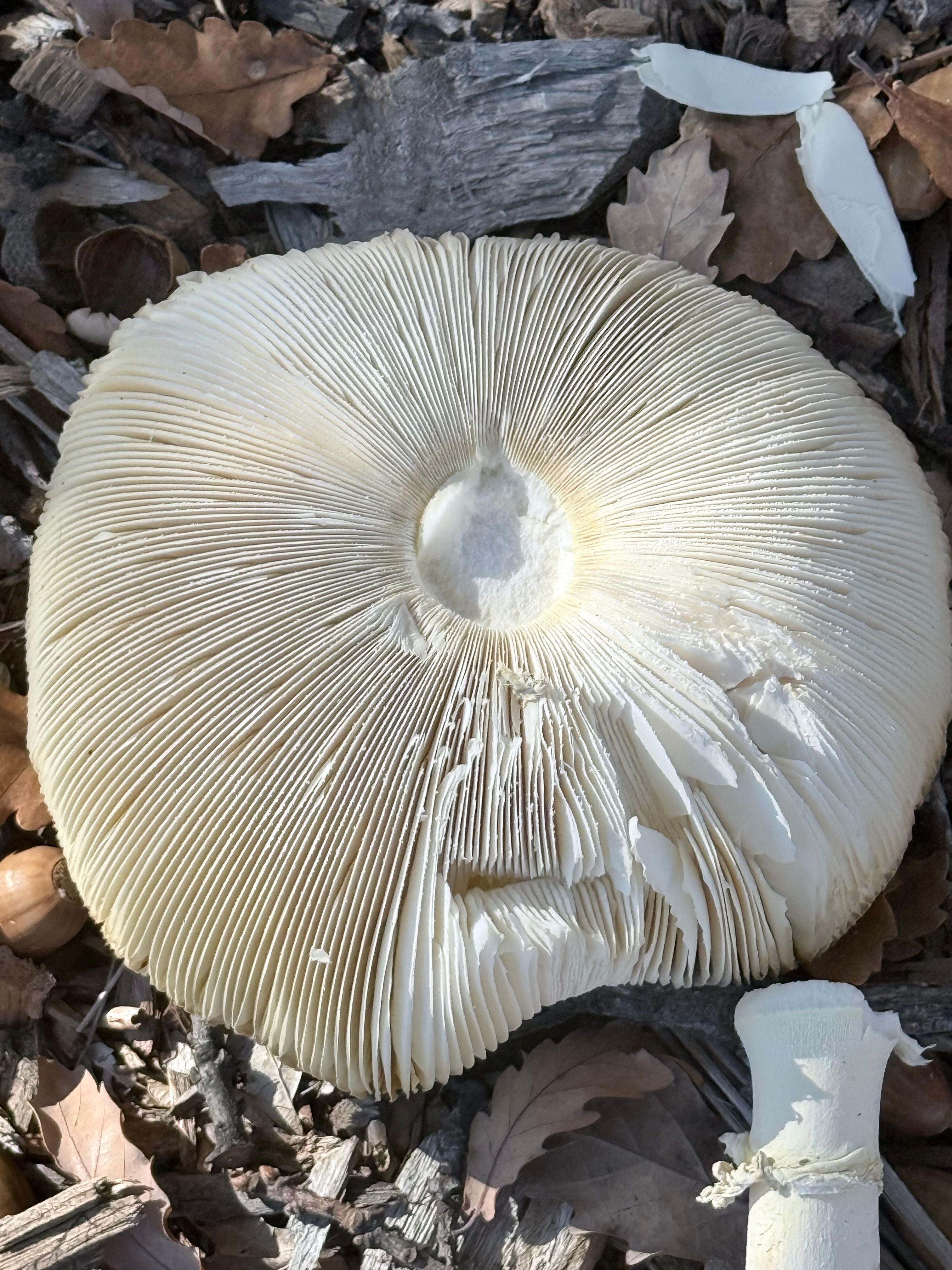 Close-up of Amanita mushroom cap with detailed gills, surrounded by leaves.