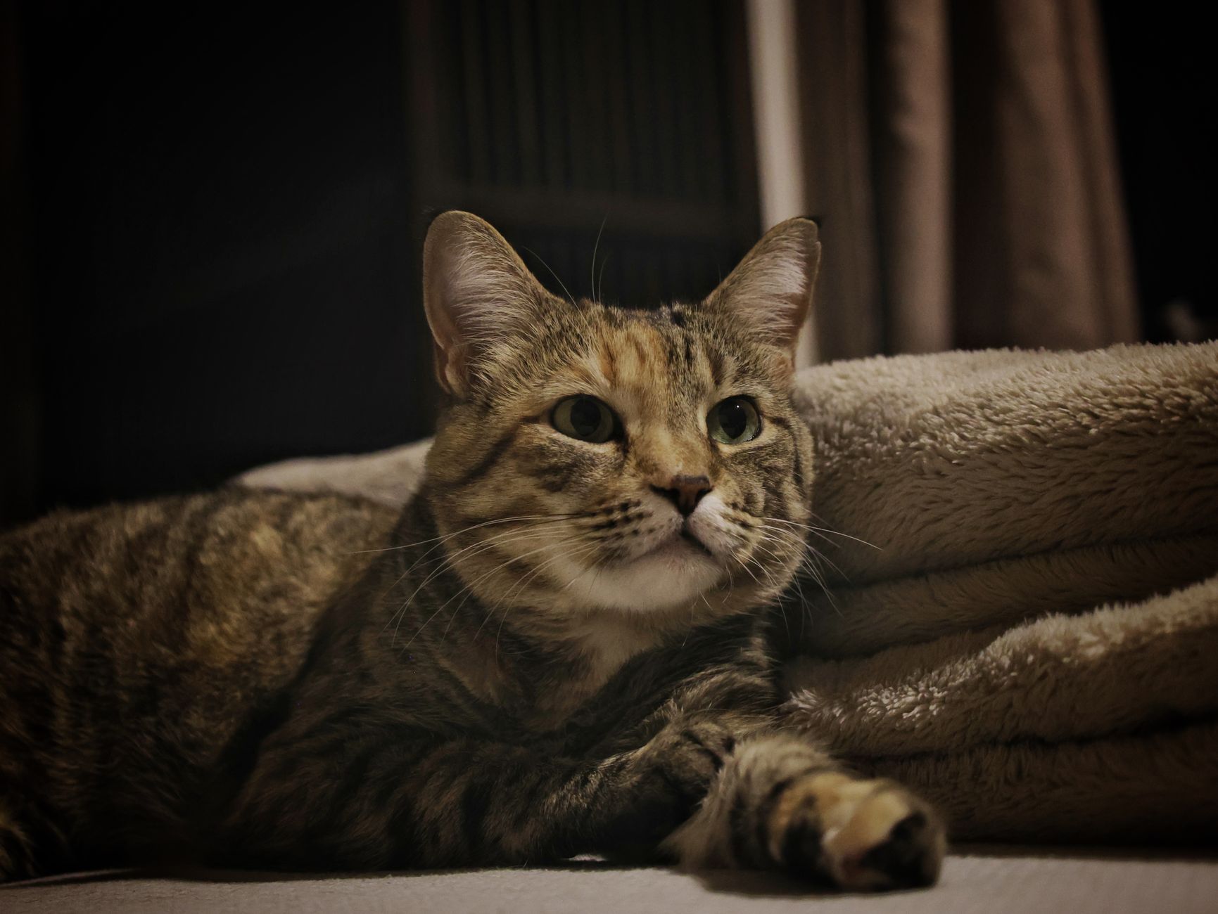 Portrait of a cat at a veterinary clinic