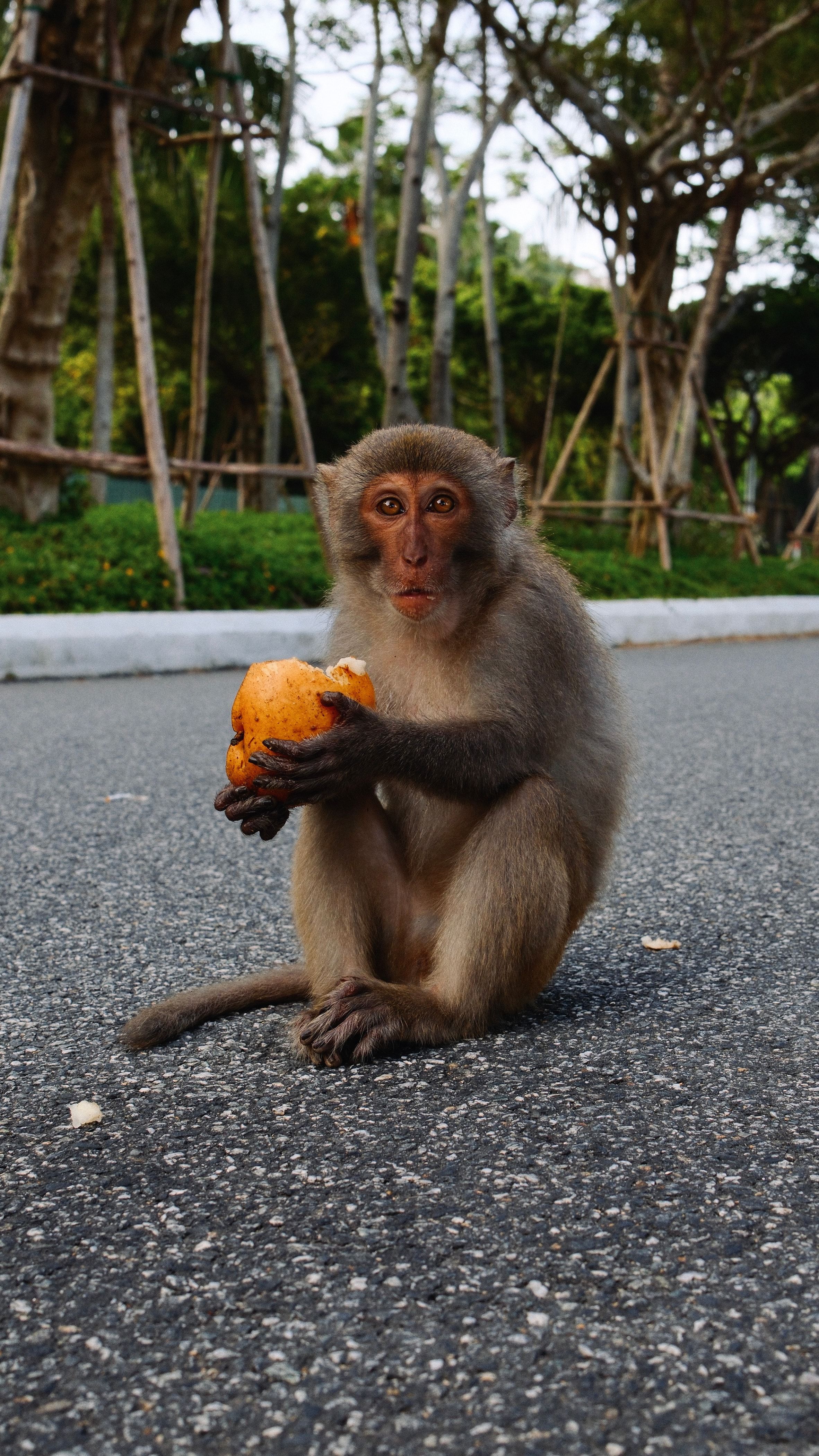 Monkey sitting on the road, holding fruit, surrounded by nature.