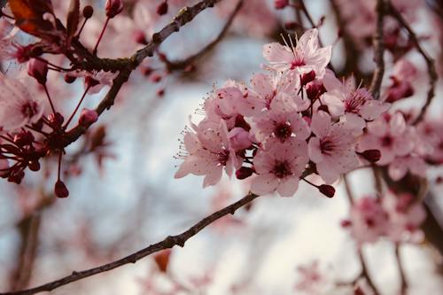 Безкоштовне стокове фото на тему «бутон, весняні квіти, Вишня»