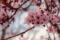 春天，美丽的粉红色樱花在枝头盛开