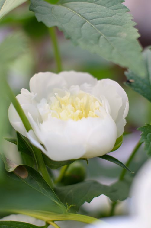 Free Close-up of a stunning white peony in full bloom, surrounded by lush green foliage. Stock Photo