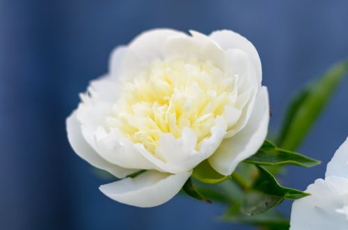 Free Detailed close-up of a white peony flower with yellow center on a blurred blue background. Stock Photo