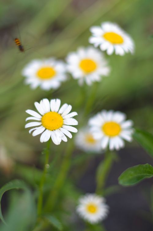 Free Close-up of blooming daisies with a hoverfly, capturing nature's beauty and serenity. Stock Photo