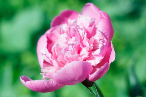 Free A detailed shot of a blooming pink peony flower with a soft green background. Stock Photo
