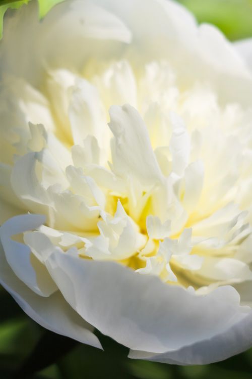 Free Detailed close-up of a white peony flower in full bloom, showcasing delicate petals in natural sunlight. Stock Photo