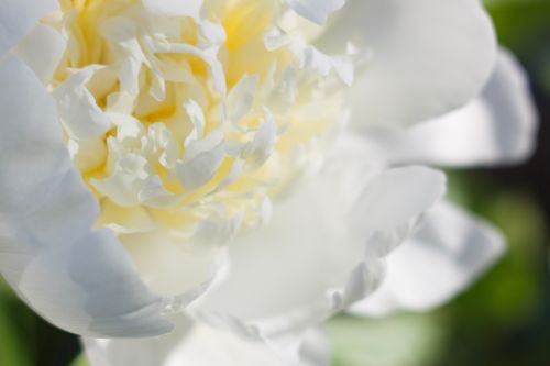Free Close-up of a blooming white peony flower showcasing delicate white and yellow petals in natural light. Stock Photo