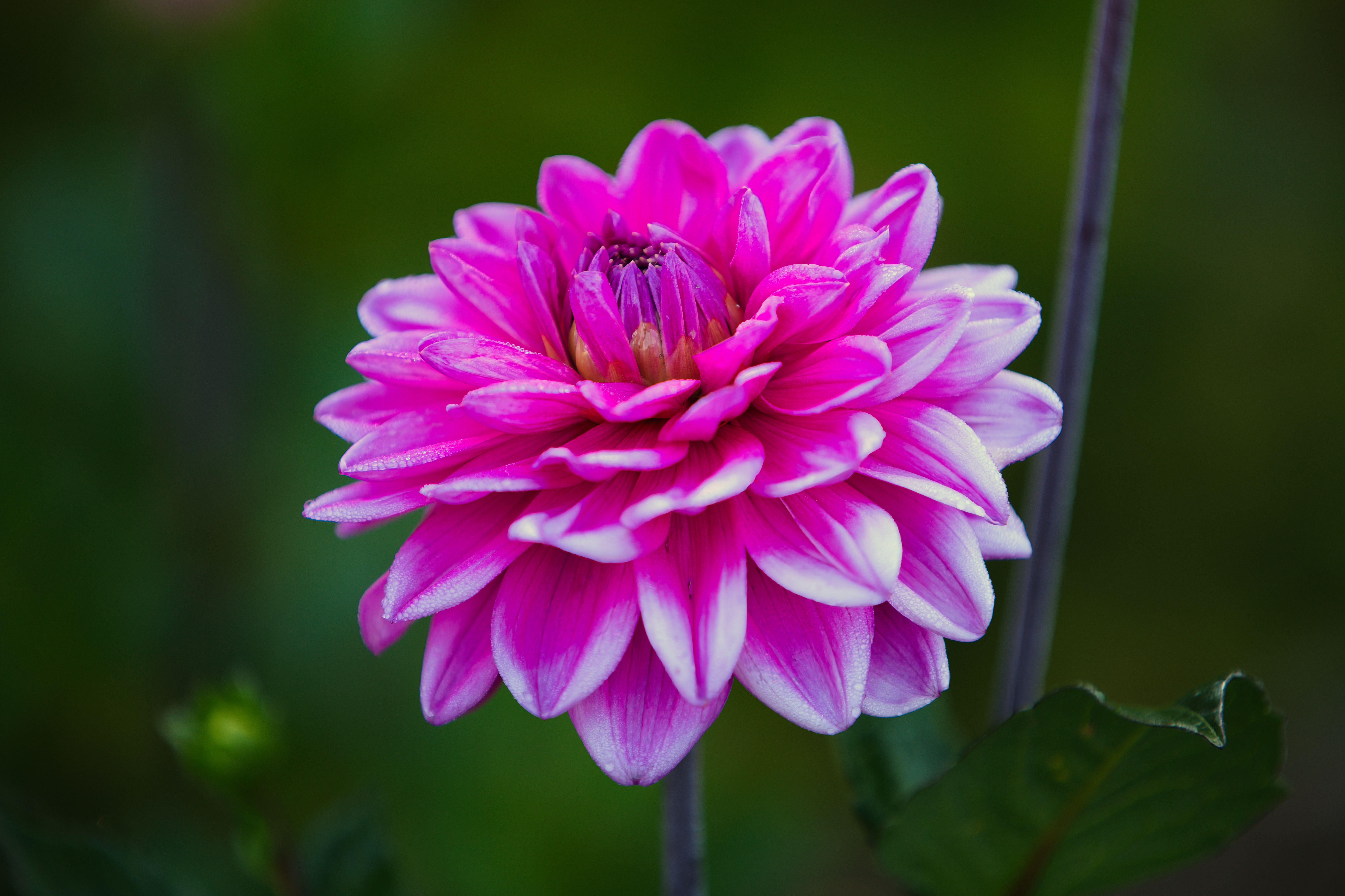 Close-up of a vibrant pink dahlia flower showcasing intricate petal details.