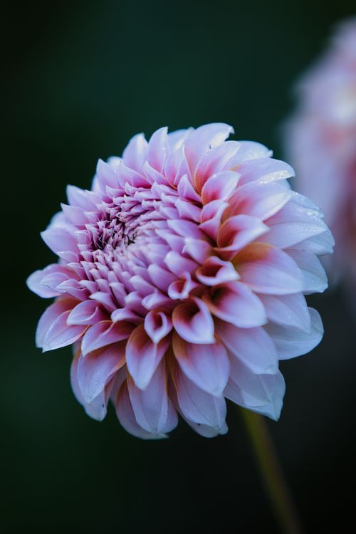 Free Delicate pink dahlia flower in full bloom against a dark background. Stock Photo