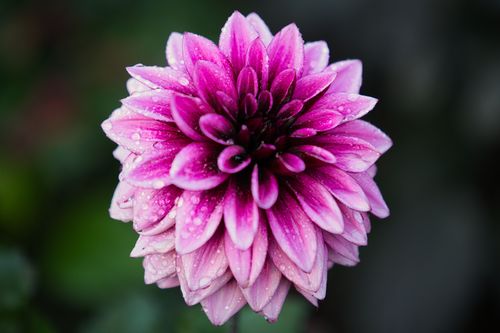 Free Stunning close-up of a vibrant pink Dahlia adorned with raindrops, showcasing nature's delicate beauty. Stock Photo