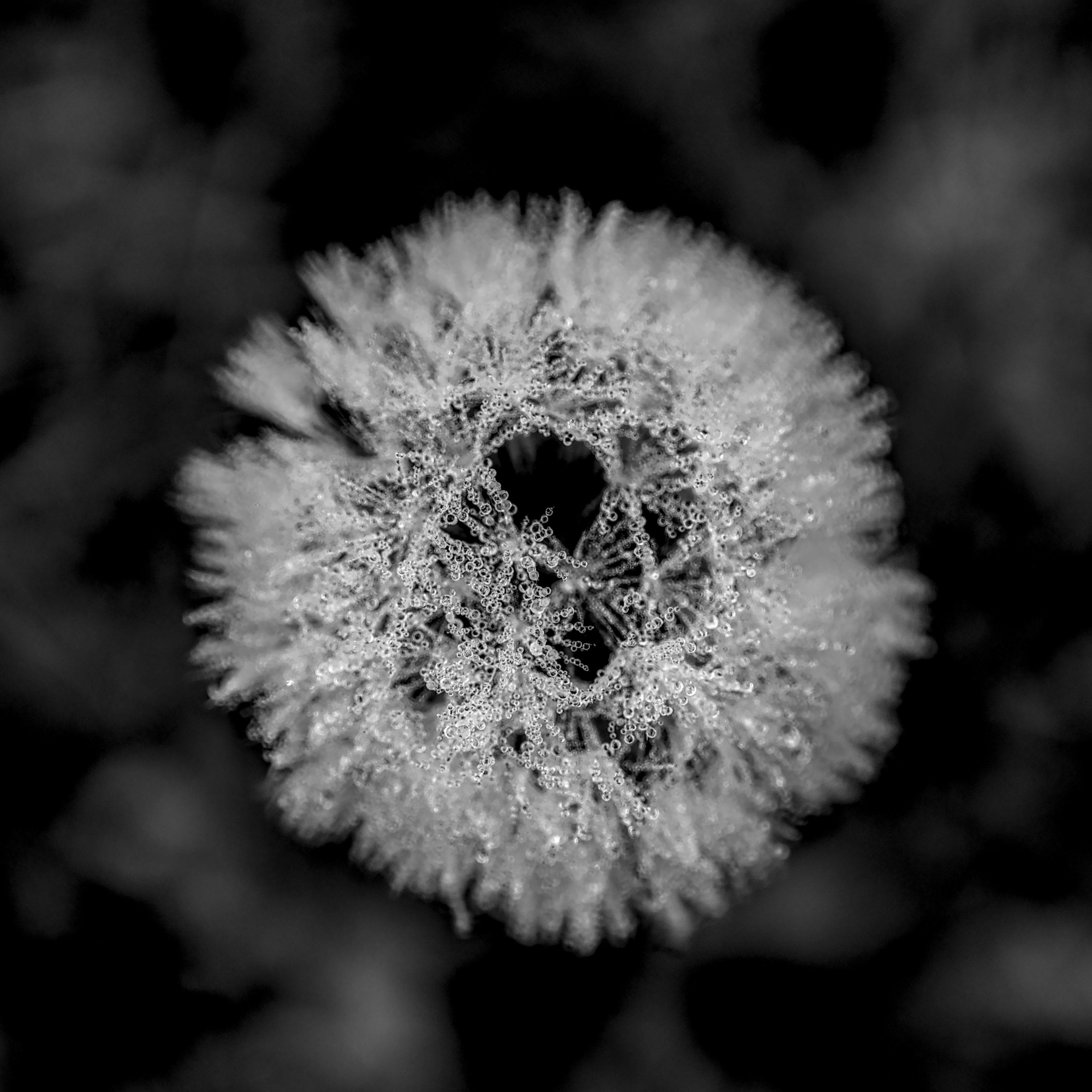 Black Dream