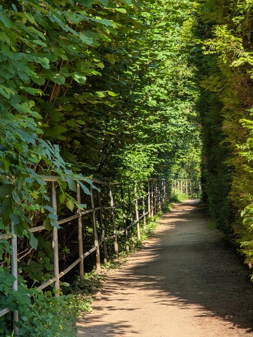 Free A tranquil forest path surrounded by lush green foliage under bright sunlight, perfect for nature walks. Stock Photo