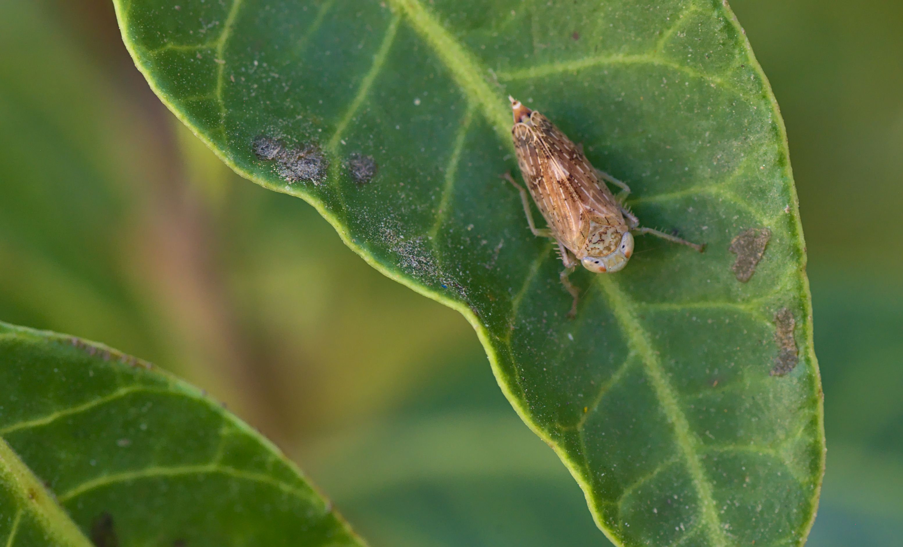 Argostemma Neogoodyera