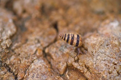 Free Close-up of a striped snail navigating a rocky surface in Cape Town, South Africa. Stock Photo