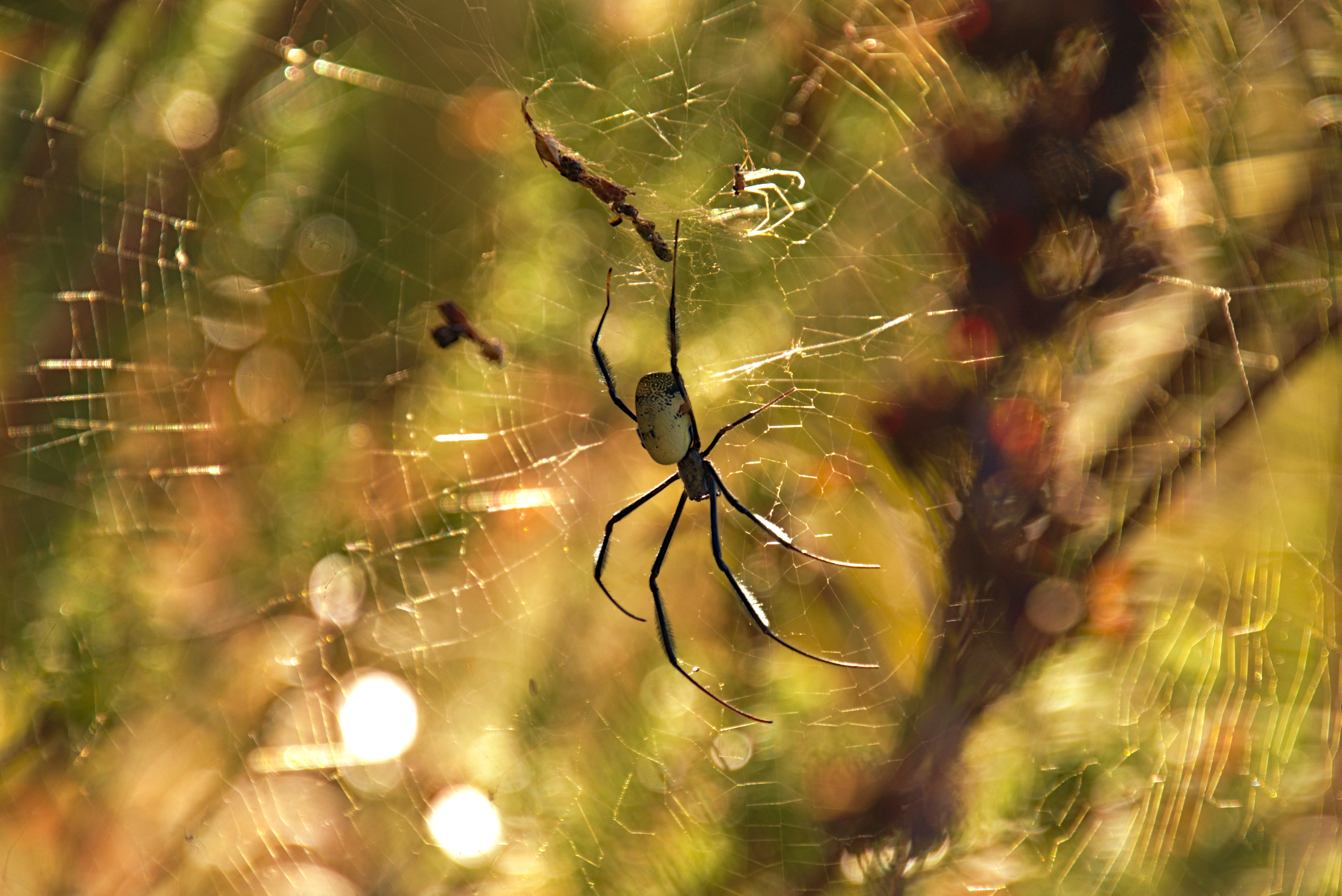 Golden orb weaver spider on a glistening web in Cape Town, South Africa's natural habitat.