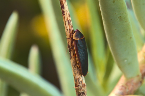 Free Detailed macro shot of an insect on a branch with green foliage background in Cape Town. Stock Photo