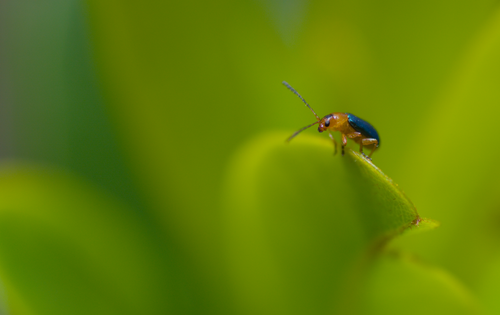 Free Close-up of a beetle poised on a vibrant green leaf in Cape Town, South Africa. Stock Photo