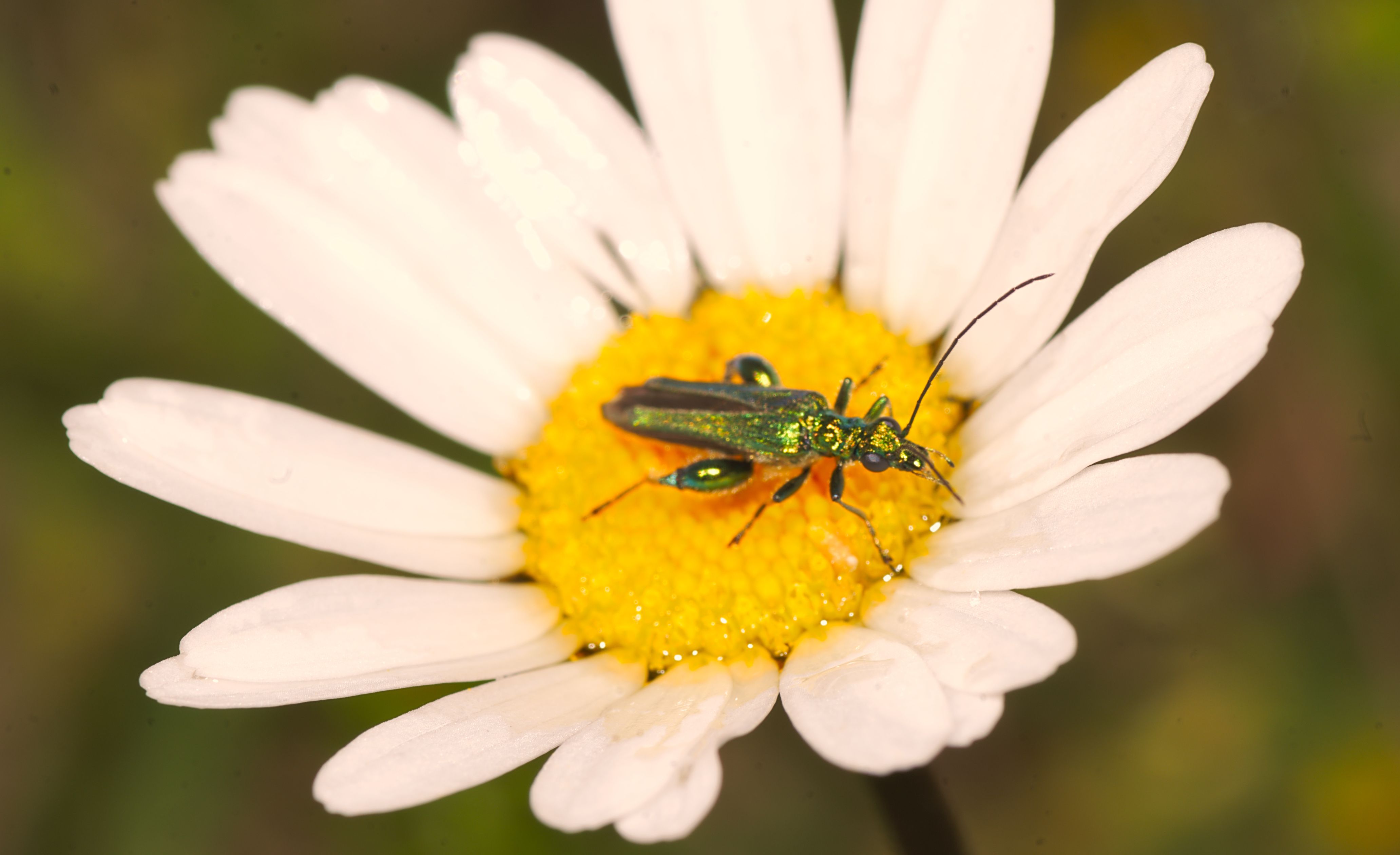 Close-up of a vivid green beetle on a white daisy. Perfect for nature enthusiasts.
