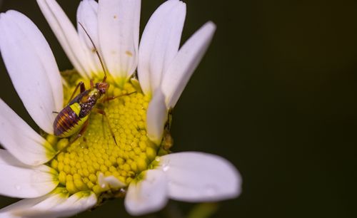 Free Close-up photo of a bug on a daisy with white petals and yellow center. Stock Photo