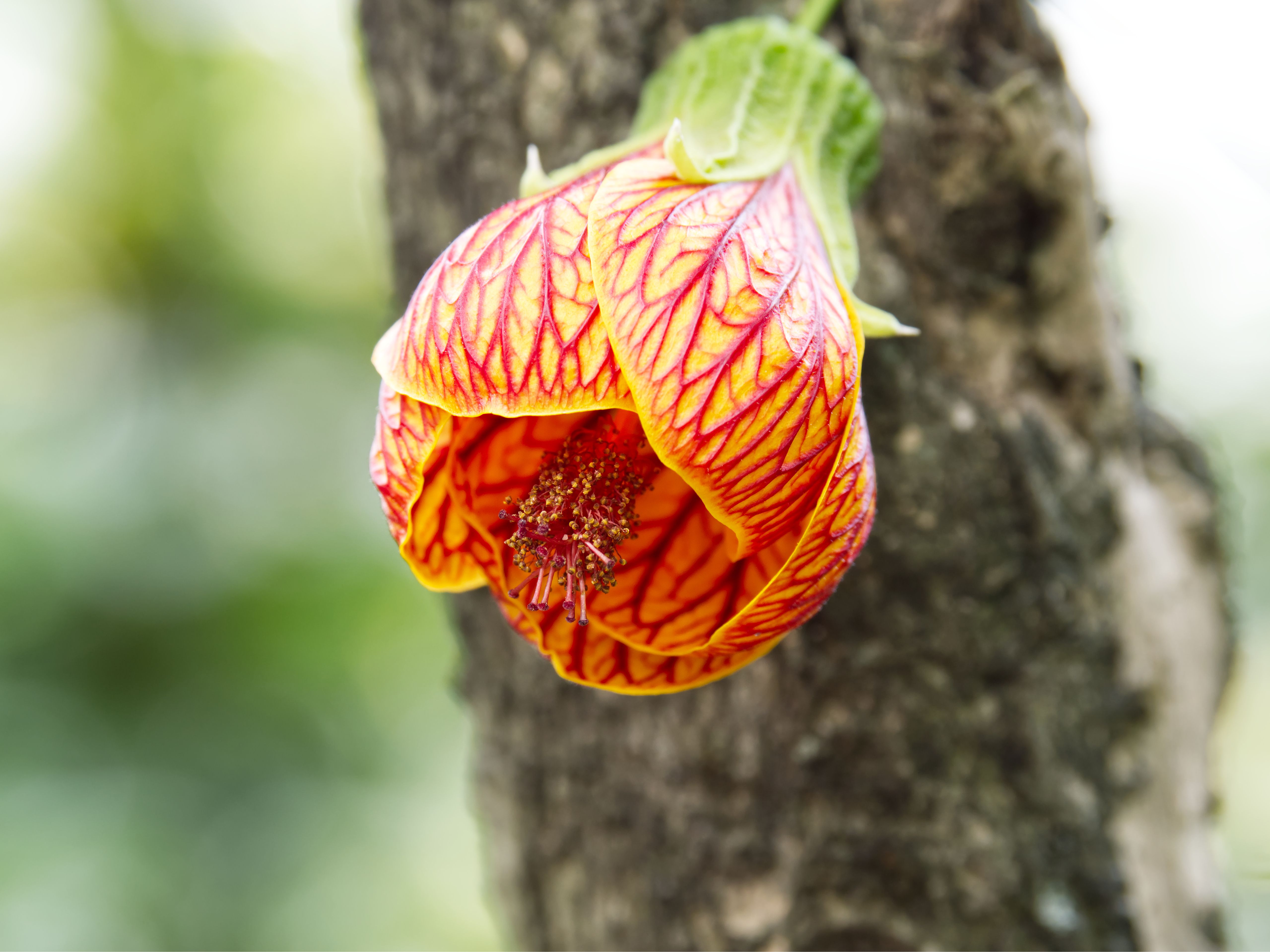 Vibrant red and yellow Abutilon flowers blooming on a shrub — flowering maple tree Surrey BC